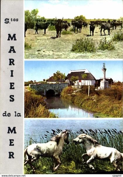 CPM Saintes Maries De La Mer Chevaux Taureaux