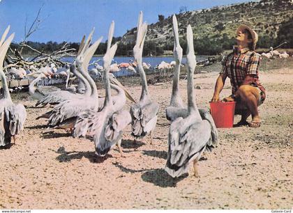 11 SIGEAN RESERVE AFRICAINE DE SIGEAN