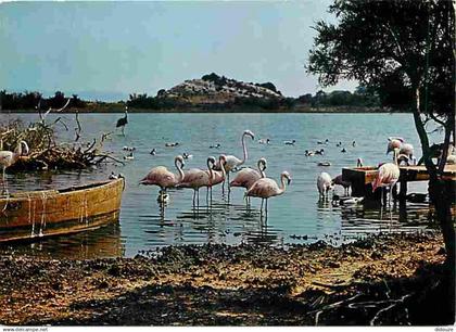 11 - Sigean - Réserve Africaine de Sigean - Flamants roses - CPM - Voir Scans Recto-Verso