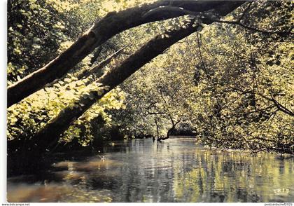 B50058 Cote Aquitaine Leon l'Amazonie landaise  france