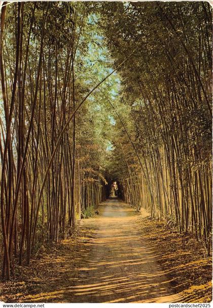 BR11000 Anduze Bambous geants   france