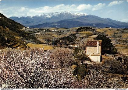 BR15606 Les cerisiers et le canigou  france