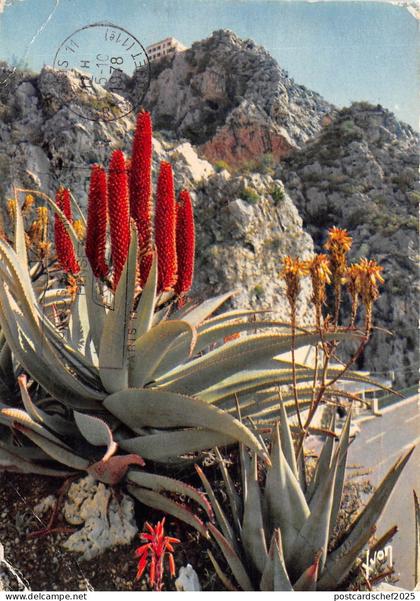 BR21138 La Cote azur Jardin exotique  france