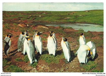 BACP7-0494-TAAF - POLE SUD - Pingouins