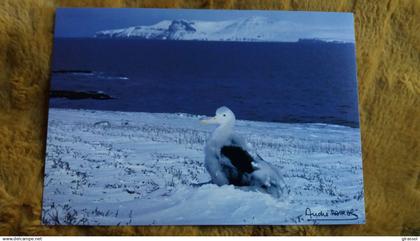 CPM TAAF TERRES AUSTRALES ET ANTARCTIQUES DE FRANCAISES POUSSIN DE GRAND ALBATROS KERGUELEN PHOTO FATRAS   ED LABOUREUR