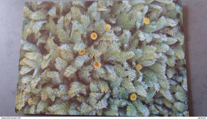 CPM TERRES AUSTRALES ET ANTARCTIQUES FRANCAISES KERGUELEN COTULA PLUMOSA ED LABOUREUR PHOTO A FATRAS TAAF 1985