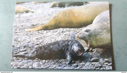 CPM TERRES AUSTRALES ET ANTARCTIQUES FRANCAISES MERE ELEPHANT NOUVEAU NE ED LABOUREUR PHOTO A FATRAS TAAF 1985
