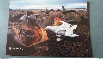 CPM TERRES AUSTRALES ET ANTARCTIQUES FRANCAISES PETREL GEANT ANTARCTIQUE PHASE BLA ED LABOUREUR PHOTO A FATRAS TAAF 1985