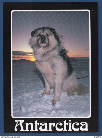 TAAF - Carte Postale - Scoot Base Husky - Chien - Expéditions polaires - Antarctica
