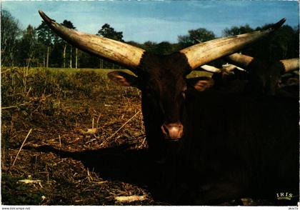 CPM Chateau de Thoiry Reserve Africaine, watussi FRANCE (1452603)