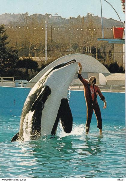 ANTIBES(MARINELAND) DAUPHIN
