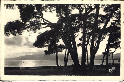 CPA Juan les Pins Contre jour sur la Pinede