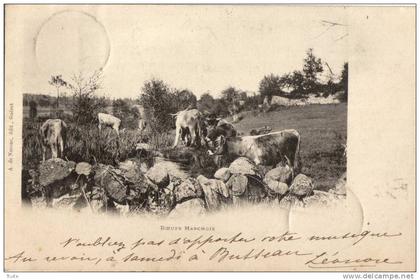 FELLETIN ET ENVIRONS BOEUFS MARCHOIS PRECURSEUR