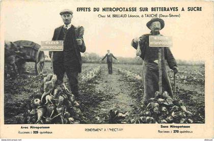 Carte Postale Ancienne - 79 - Tauché - Effets du nitropotasse sur betteraves a sucre chez m brillaud léonce rendement a