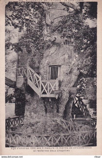 ALLOUVILLE BELLEFOSSE(ARBRE) CHENE