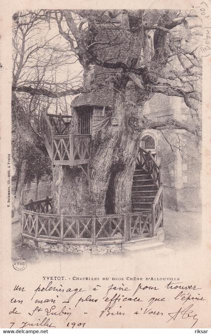 ALLOUVILLE BELLEFOSSE(ARBRE) CHENE