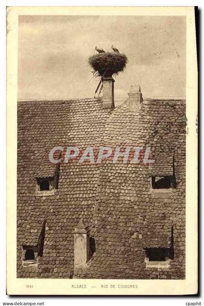 CPA Alsace Nid de Cigognes