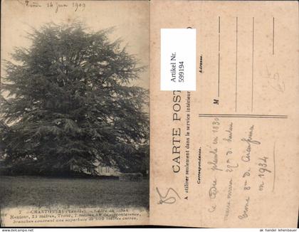599194,Chantonnay Vendee Cedre Baum France