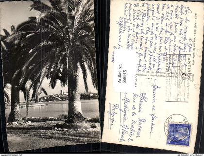 658915,Antibes Vue sur la vieille ville Palme France