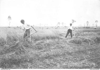B56178 En alsace Fenaison dans La palaine d Alsace vers 1905 france