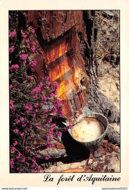 BF1525 La france la foret d aquitaine  France