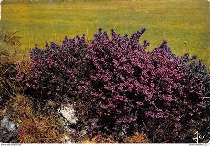 BR12682 La Bretagne Fleurs de Bretagne Bleun Brug  france