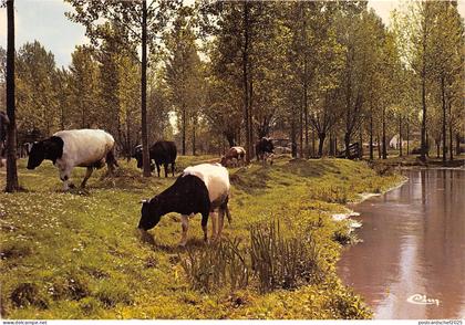 BR14588 Ailly sur Noye la Noye cow vaches  france