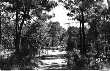 BR19903 Foret de saint brevin l ocean  France