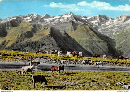 BR27241 Luchon route de Luchon cow vaches france