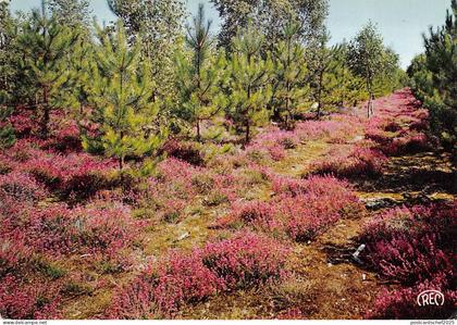 BR48081 Aubigny sur nere fleur flwers     France