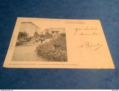 34/ précurseur aniane syndicat viticole de malrives prop coste.folcher les raisins transportes au pressoir