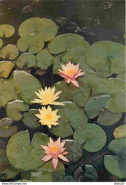 Carte Postale - 32 - Barbotan les Thermes - Les Nénuphars - Fleurs - Flamme Postale de Barbotan les Thermes - CPM - Voir