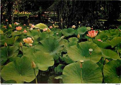 Carte Postale - 32 - Barbotan les Thermes - Un Champ de Lotus - Fleurs - Flamme Postale de Barbotan les Thermes - CPM -
