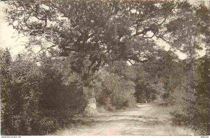 91 - Brunoy - En Forêt - CPA - Voir Scans Recto-Verso