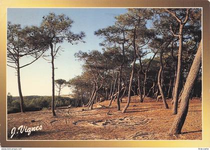 40 CASTETS COTE AQUITAINE