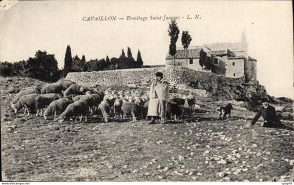 CPA Cavaillon Ermitage Saint Jacques Moutons