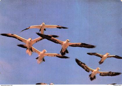 29 CLEDEN CAP SIZUN FOUS DE BASSAN EN VOL