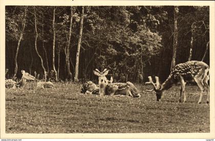 CPA Parc Zoolofique De Cleres Cerfs Pseudaxis Zoo