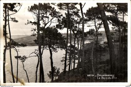 CPA Douarnenez Le Bois du Pin