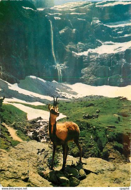 CPM Gavarnie Isard des Pyrenees tire par M Pierre Vergez Lacoste a Gavarnie HP