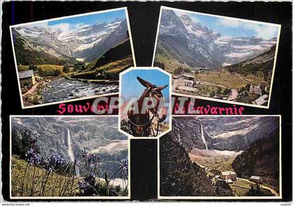 CPM Souvenir de Gavarnie Ane Mule
