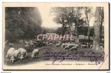 Grignon CPA Ecole nationale d'agriculture Moutons