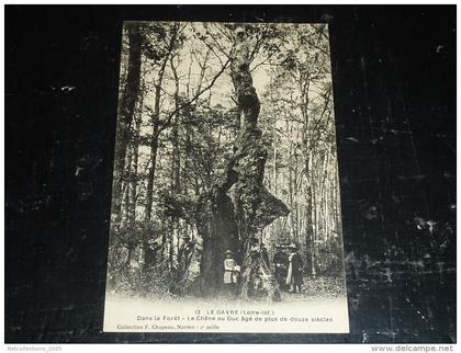 LE GAVRE - DANS LA FORET, LE CHENE AU DUC AGE DE PLUS DE DOUZE SIECLES - 44 LOIRE ATLANTIQUE (N)
