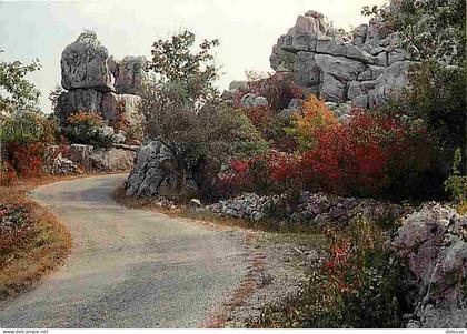 Carte Postale - 07 - Les Vans - Bois de Paiolive - en automne - CPM - Voir Scans Recto-Verso - Poscard - Carta Postal -