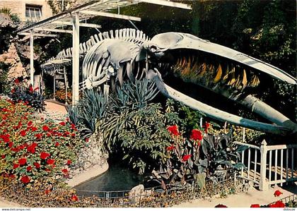 14 - Luc sur Mer - Jardin municipal : Squelette de la baleine échouée au lieu dit Moulin de Luc, le 12 janvier 1885 - Fl