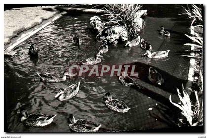CPM Luc sur Mer Jardin Public Les Canards