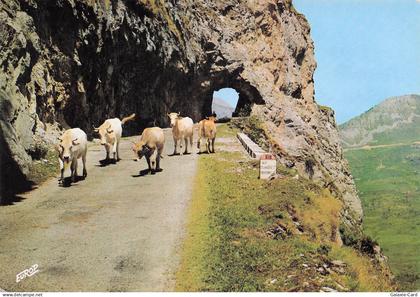 64 MAULEON LICHARRE LE COL D AUBISQUE
