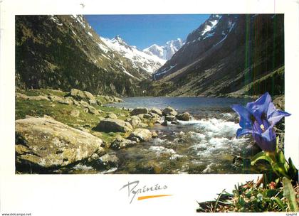 CPM Pyrenees Gentiane