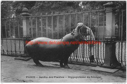Jardin des Plantes Hippopotame du Sénégal