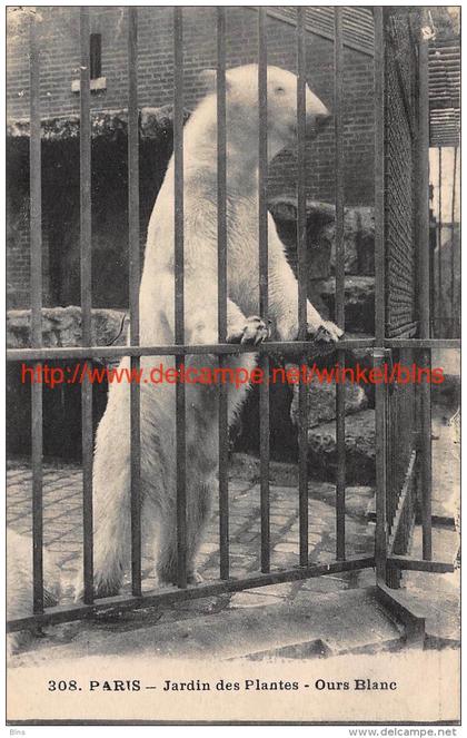 Jardin des Plantes Ours Blanc